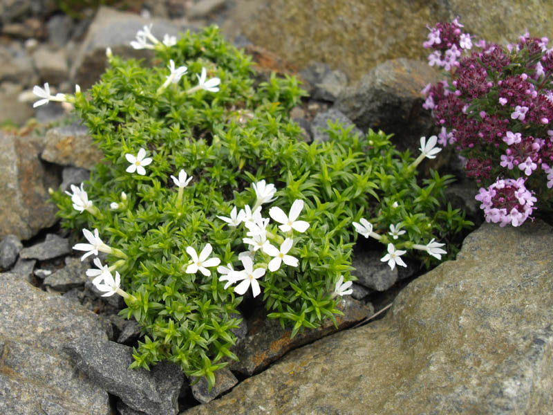 Phlox austromontana photo